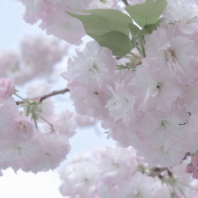 施甸福瑞交流群